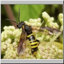 Tenthredo vespa - Blattwespe m12.jpg